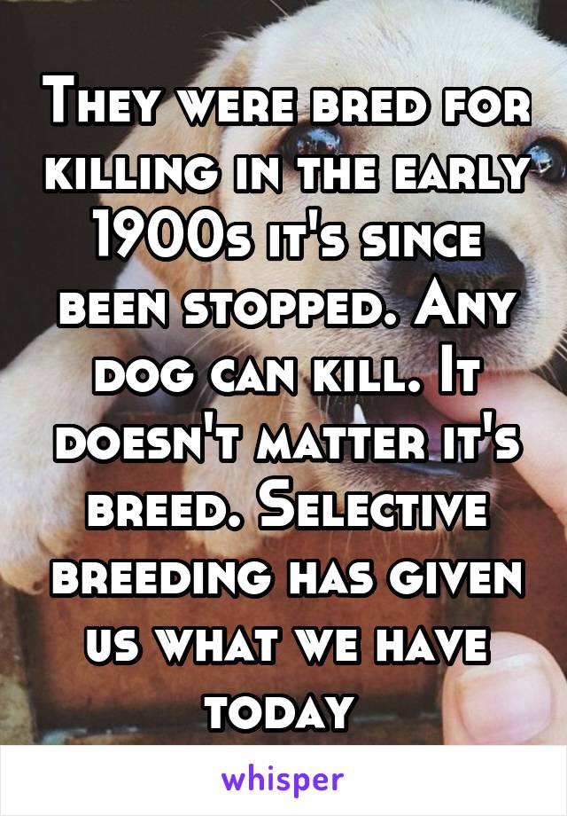 They were bred for killing in the early 1900s it's since been stopped. Any dog can kill. It doesn't matter it's breed. Selective breeding has given us what we have today 