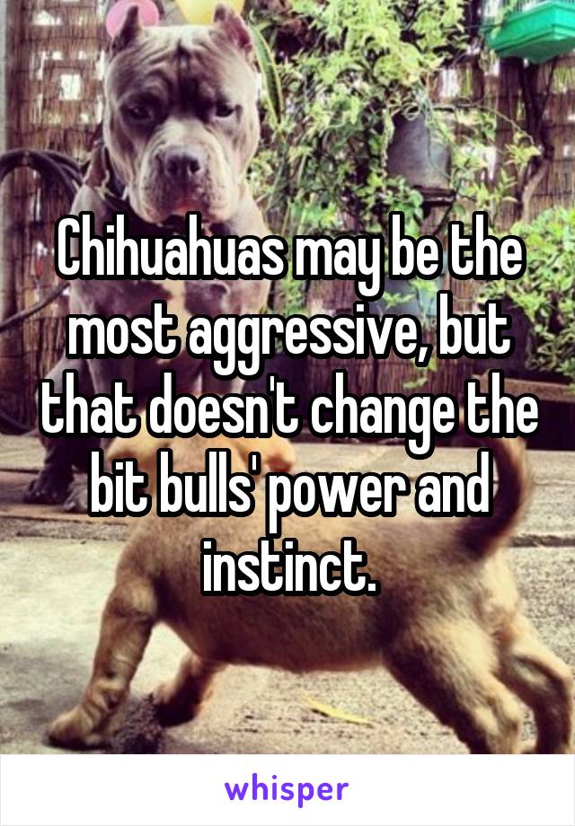 Chihuahuas may be the most aggressive, but that doesn't change the bit bulls' power and instinct.