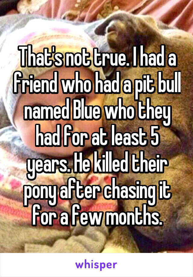 That's not true. I had a friend who had a pit bull named Blue who they had for at least 5 years. He killed their pony after chasing it for a few months.