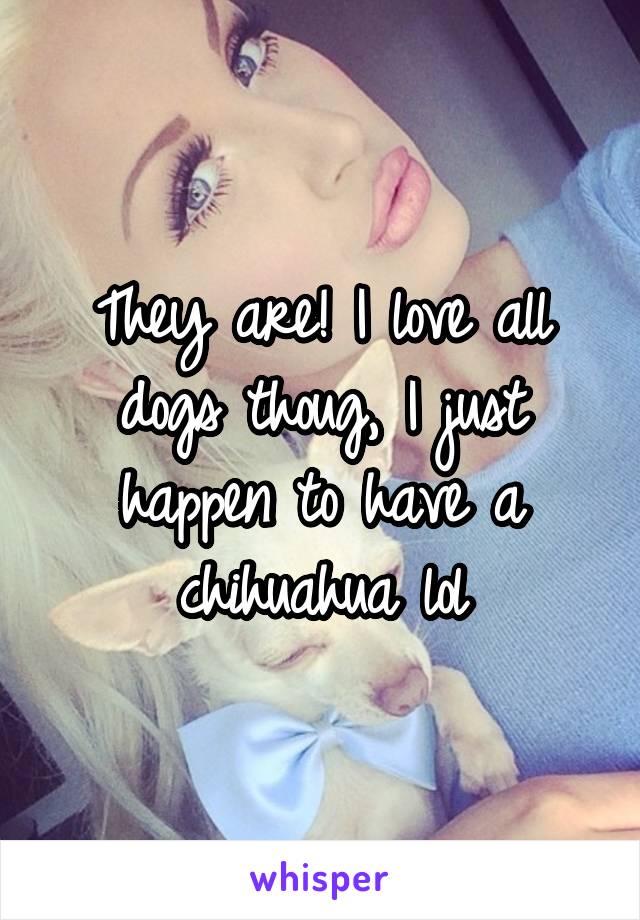 They are! I love all dogs thoug, I just happen to have a chihuahua lol