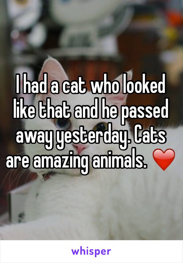I had a cat who looked like that and he passed away yesterday. Cats are amazing animals. ❤️