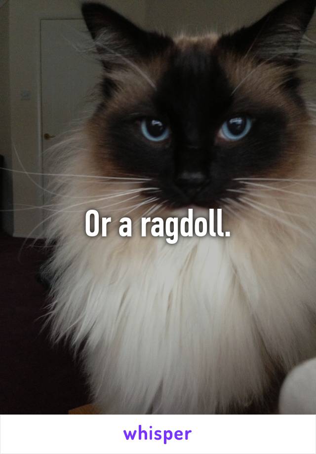 Or a ragdoll.