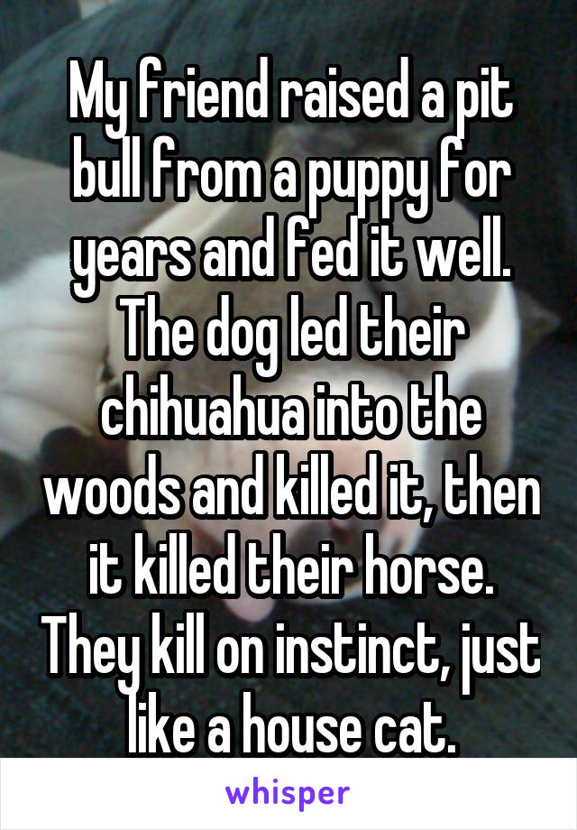 My friend raised a pit bull from a puppy for years and fed it well. The dog led their chihuahua into the woods and killed it, then it killed their horse. They kill on instinct, just like a house cat.