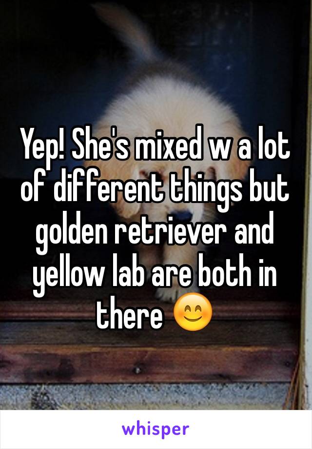 Yep! She's mixed w a lot of different things but golden retriever and yellow lab are both in there 😊