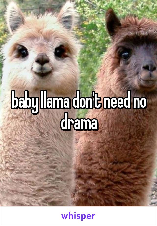 baby llama don't need no drama