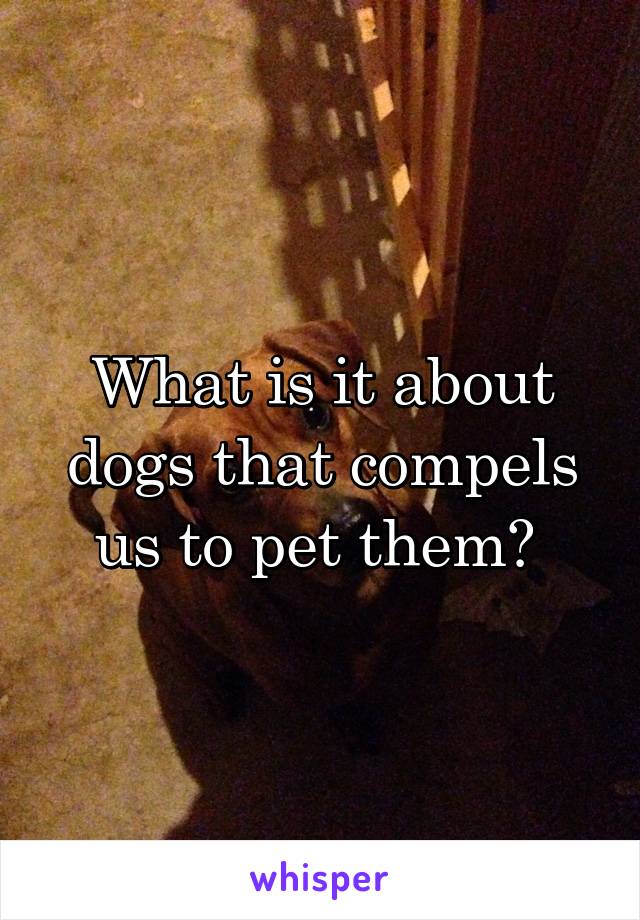 What is it about dogs that compels us to pet them? 