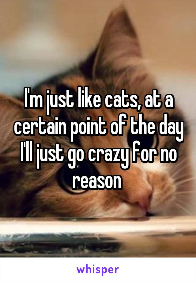 I'm just like cats, at a certain point of the day I'll just go crazy for no reason 