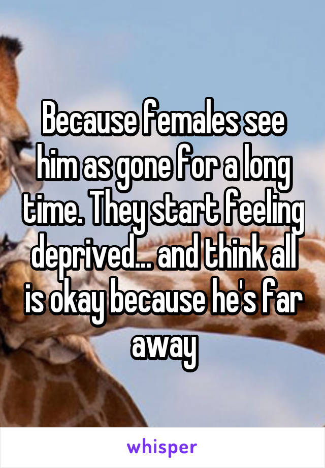 Because females see him as gone for a long time. They start feeling deprived... and think all is okay because he's far away