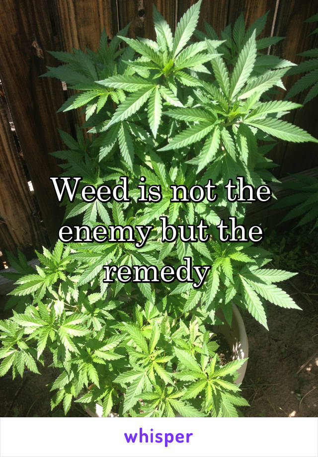 Weed is not the enemy but the remedy 