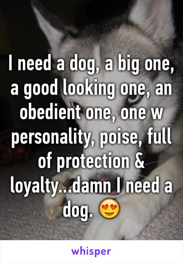 I need a dog, a big one, a good looking one, an obedient one, one w personality, poise, full of protection & loyalty...damn I need a dog. 😍