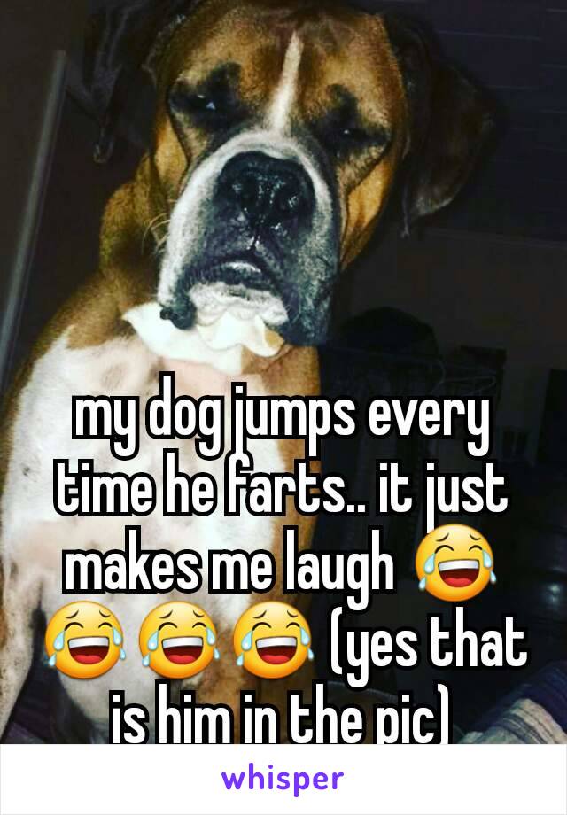 my dog jumps every time he farts.. it just makes me laugh 😂😂😂😂 (yes that is him in the pic)