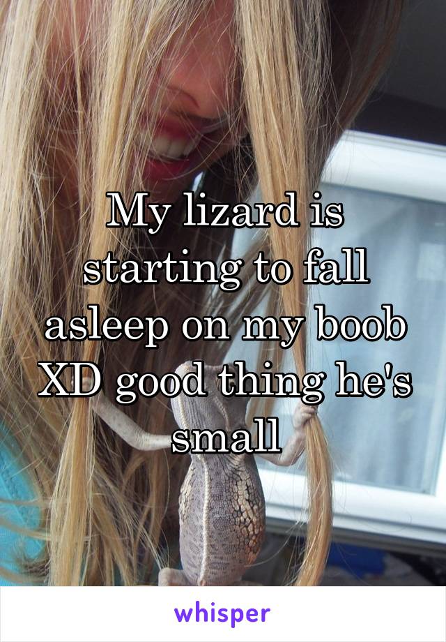 My lizard is starting to fall asleep on my boob XD good thing he's small