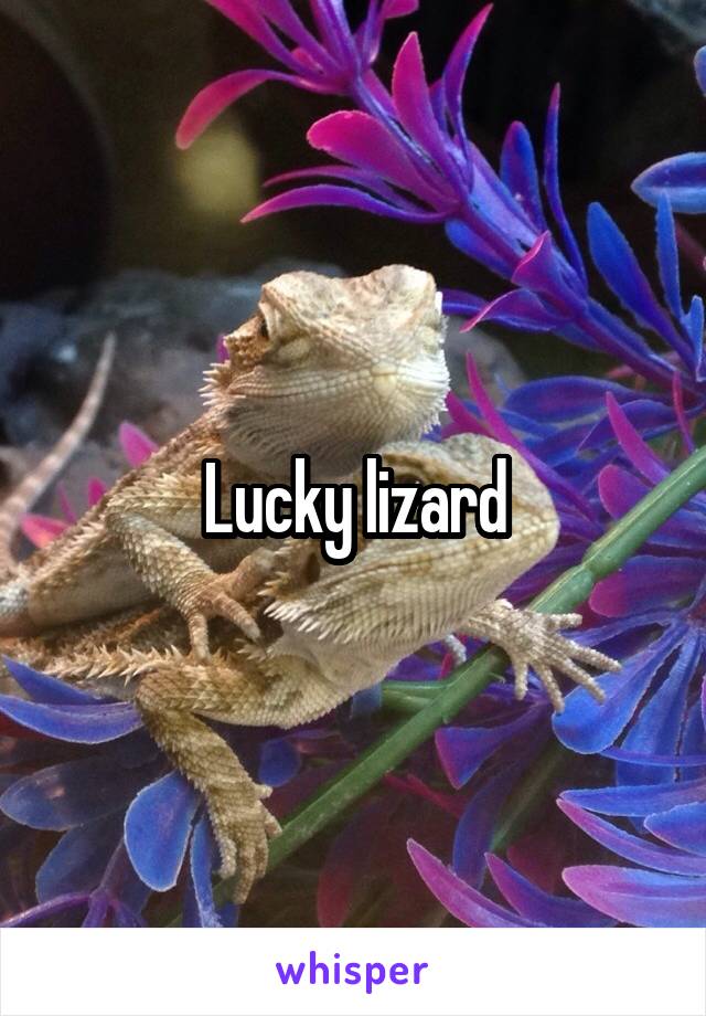 Lucky lizard