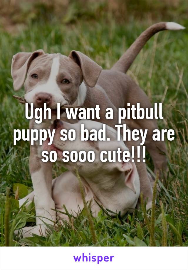 Ugh I want a pitbull puppy so bad. They are so sooo cute!!!