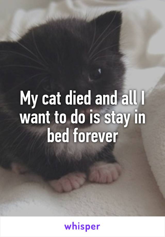 My cat died and all I want to do is stay in bed forever