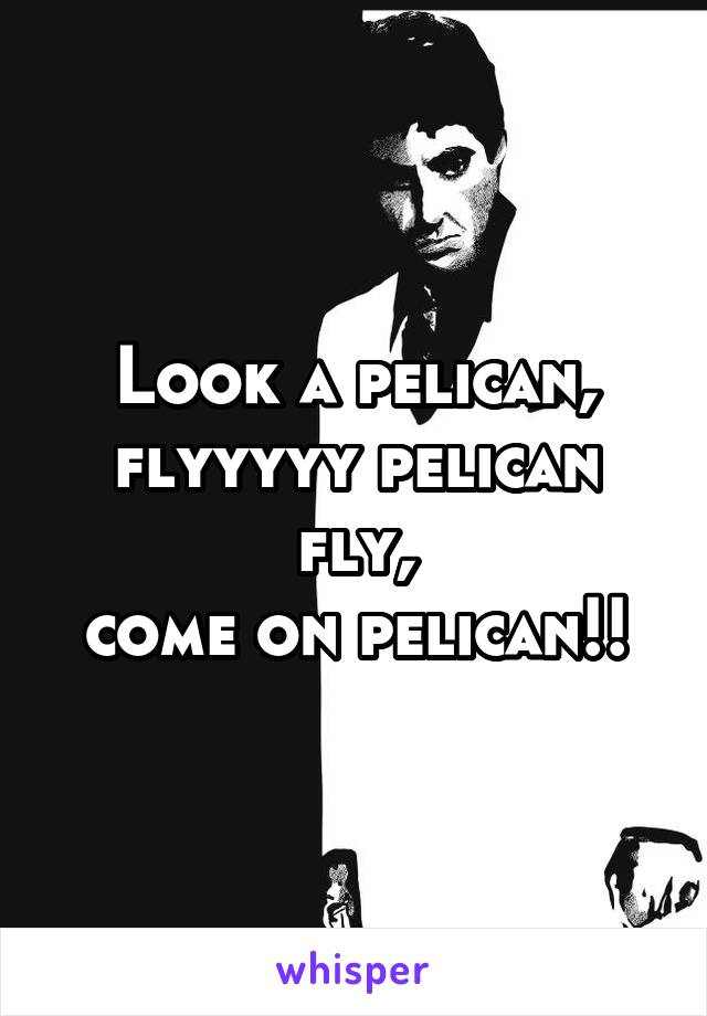 Look a pelican,
flyyyyy pelican fly,
come on pelican!!