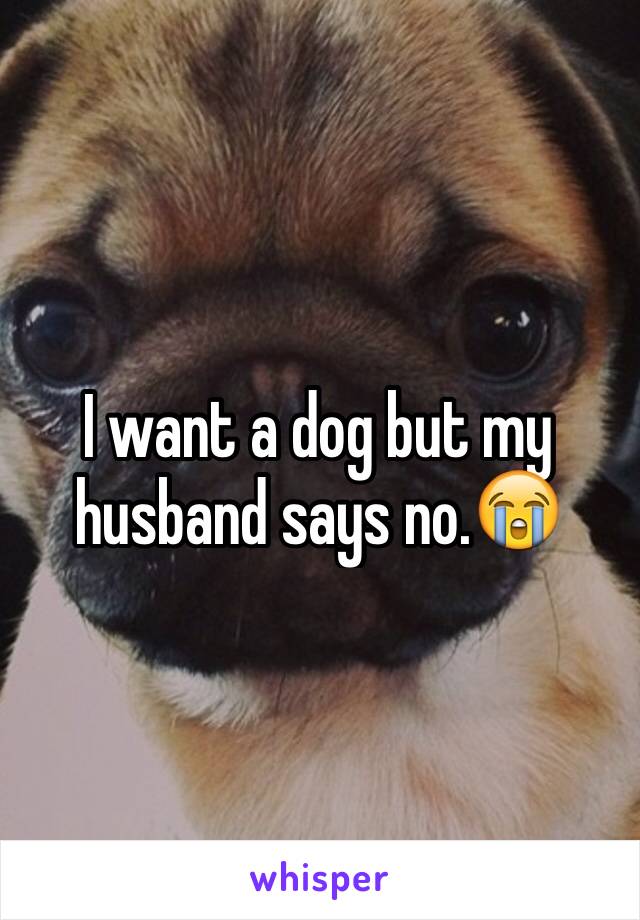 I want a dog but my husband says no.😭