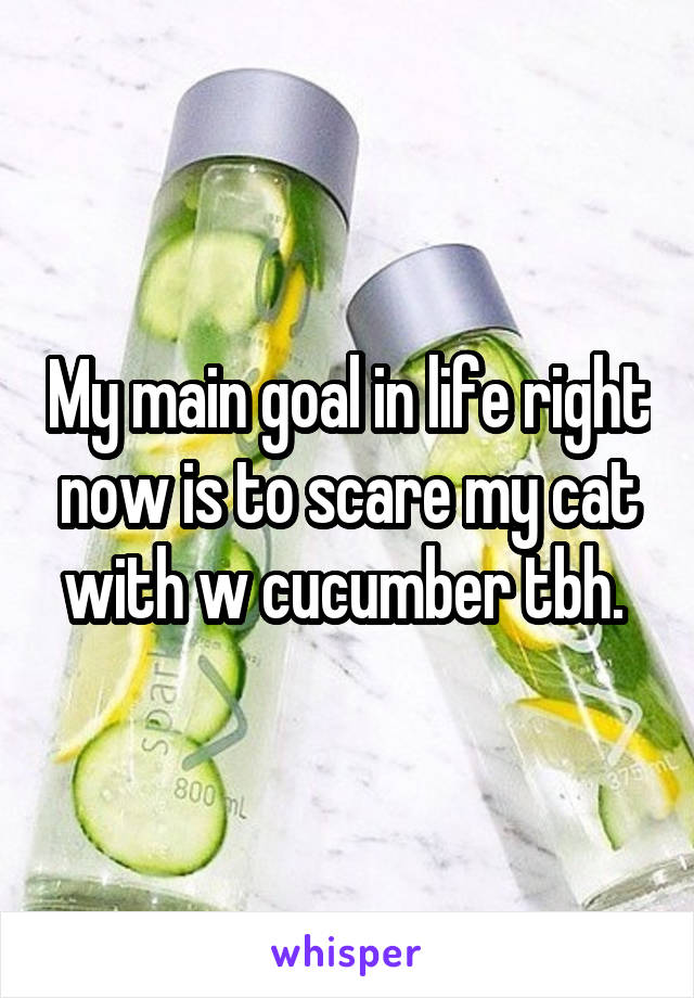 My main goal in life right now is to scare my cat with w cucumber tbh. 