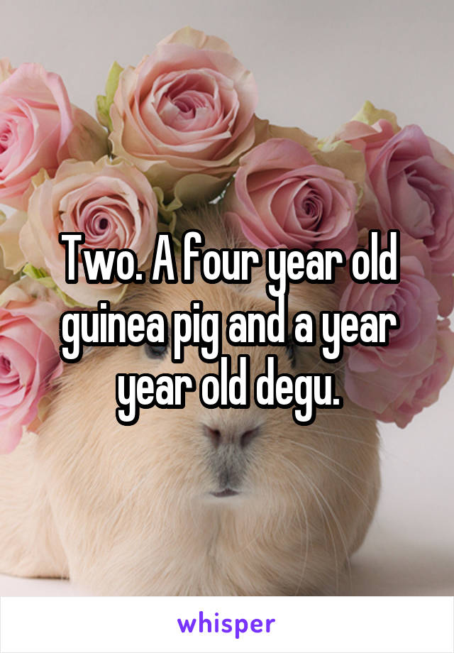 Two. A four year old guinea pig and a year year old degu.