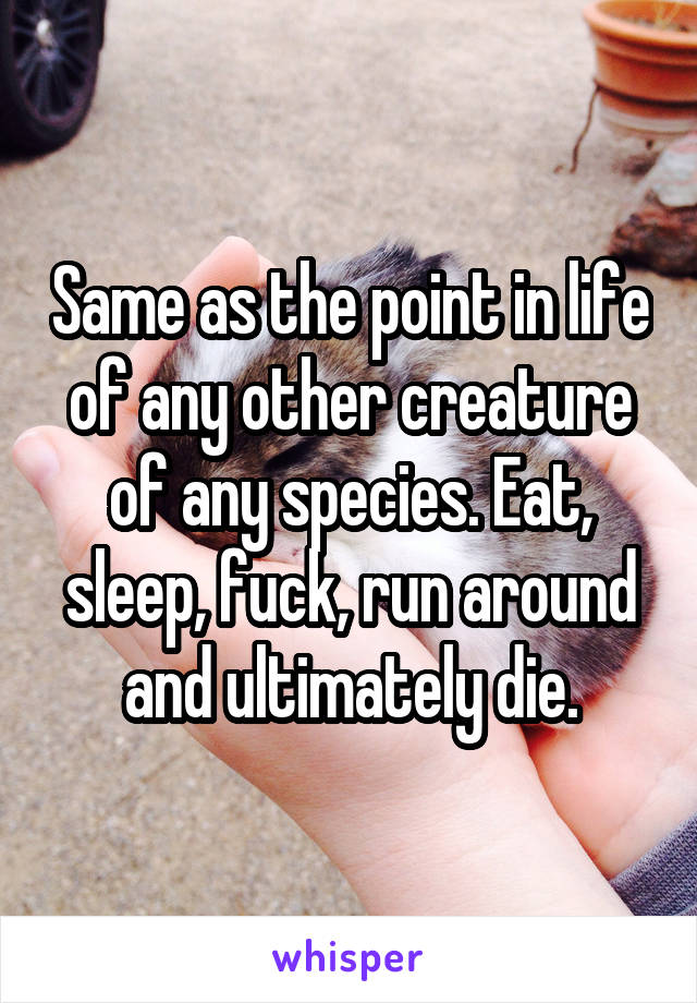 Same as the point in life of any other creature of any species. Eat, sleep, fuck, run around and ultimately die.