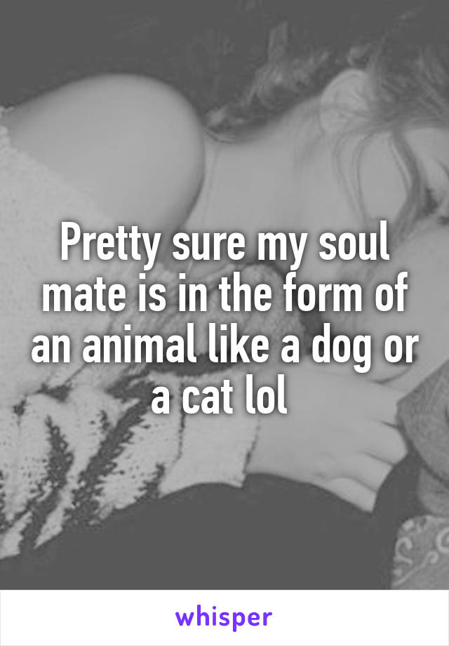 Pretty sure my soul mate is in the form of an animal like a dog or a cat lol 