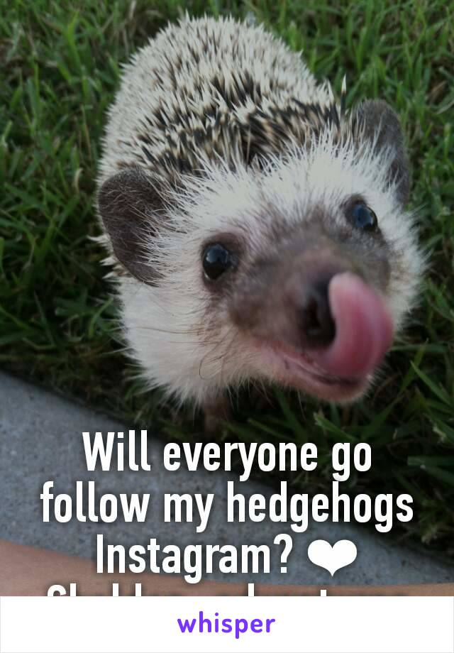 Will everyone go follow my hedgehogs Instagram? ❤
Sheldon_adventures