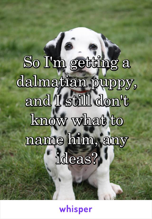 So I'm getting a dalmatian puppy, and I still don't know what to name him, any ideas?