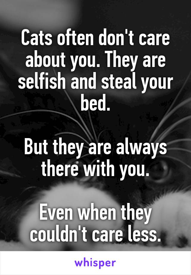 Cats often don't care about you. They are selfish and steal your bed.

But they are always there with you.

Even when they couldn't care less.