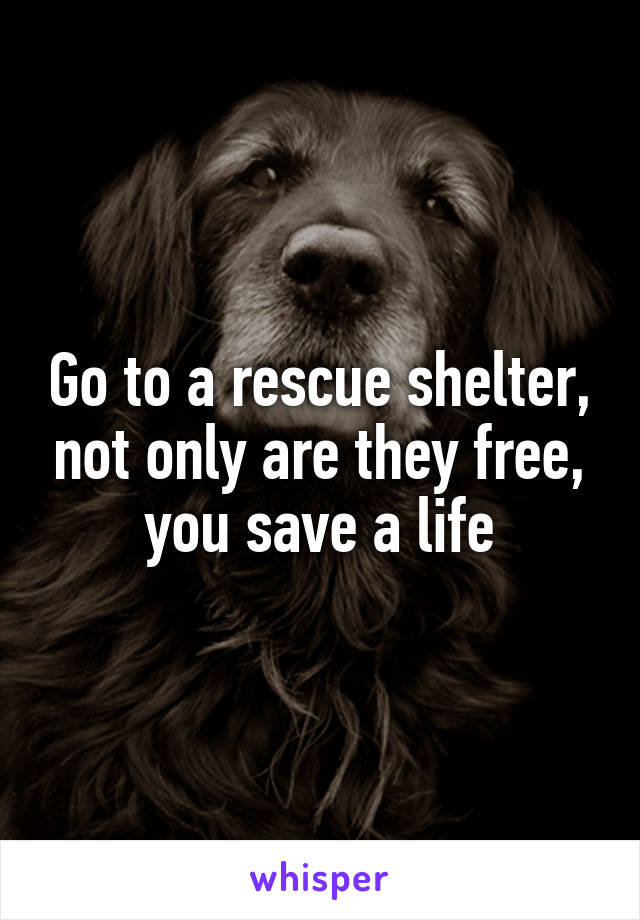 Go to a rescue shelter, not only are they free, you save a life