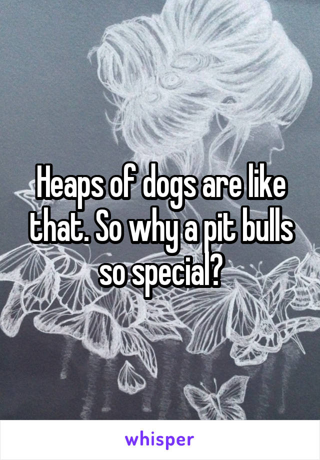 Heaps of dogs are like that. So why a pit bulls so special?