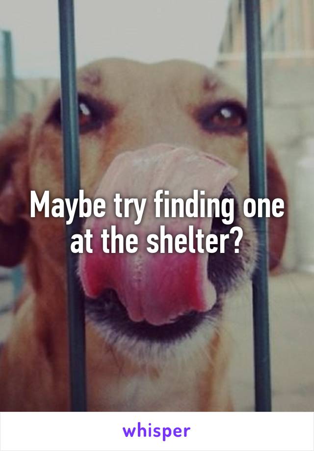 Maybe try finding one at the shelter?