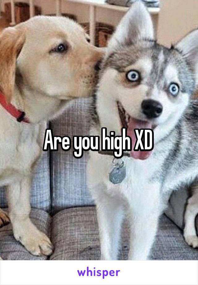 Are you high XD 