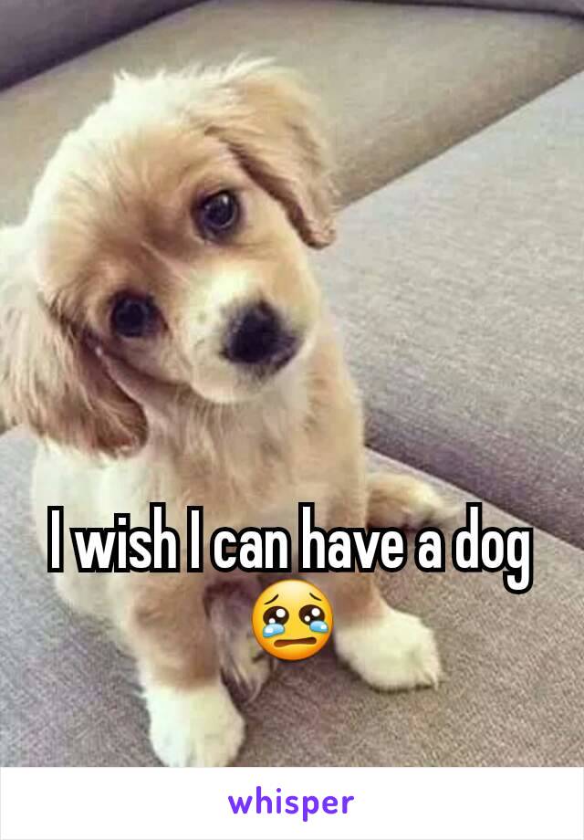 I wish I can have a dog 😢