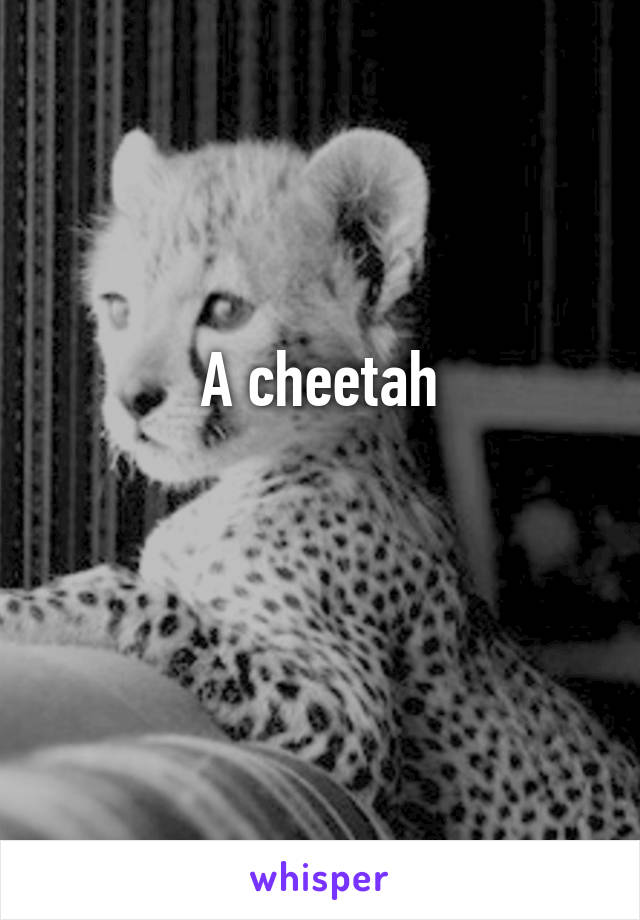 A cheetah

