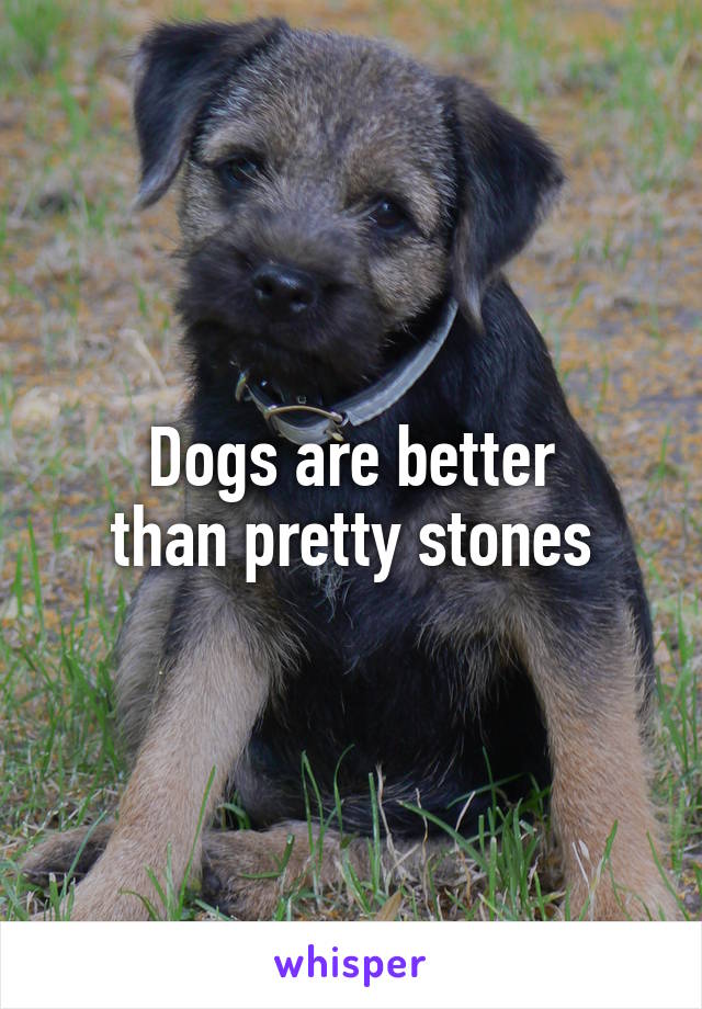 Dogs are better
than pretty stones