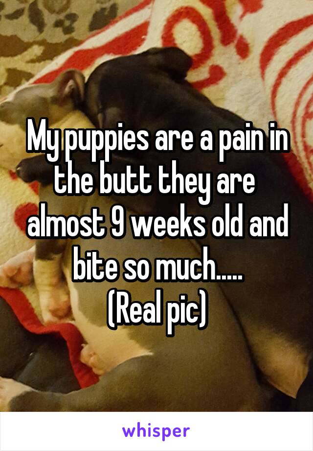 My puppies are a pain in the butt they are  almost 9 weeks old and bite so much.....
(Real pic)
