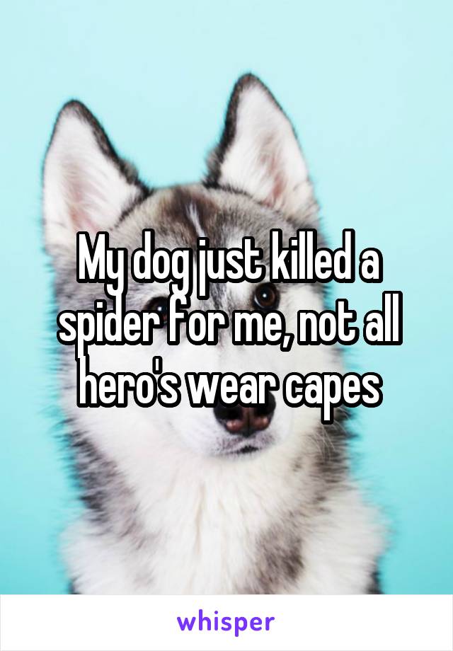 My dog just killed a spider for me, not all hero's wear capes