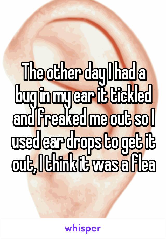 The other day I had a bug in my ear it tickled and freaked me out so I used ear drops to get it out, I think it was a flea