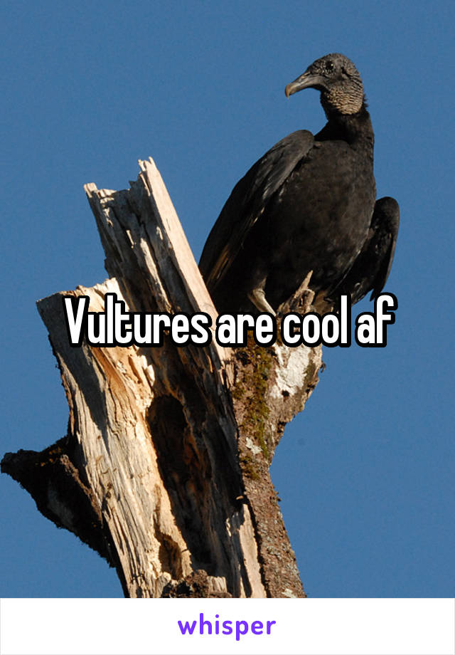 Vultures are cool af