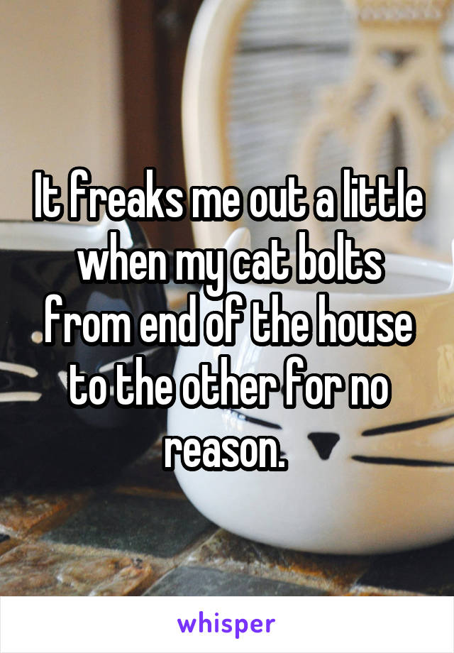 It freaks me out a little when my cat bolts from end of the house to the other for no reason. 