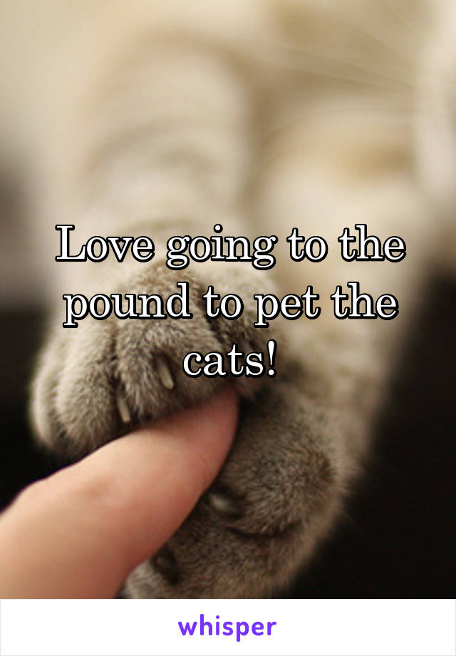 Love going to the pound to pet the cats!
