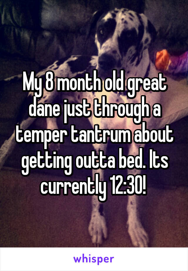 My 8 month old great dane just through a temper tantrum about getting outta bed. Its currently 12:30! 