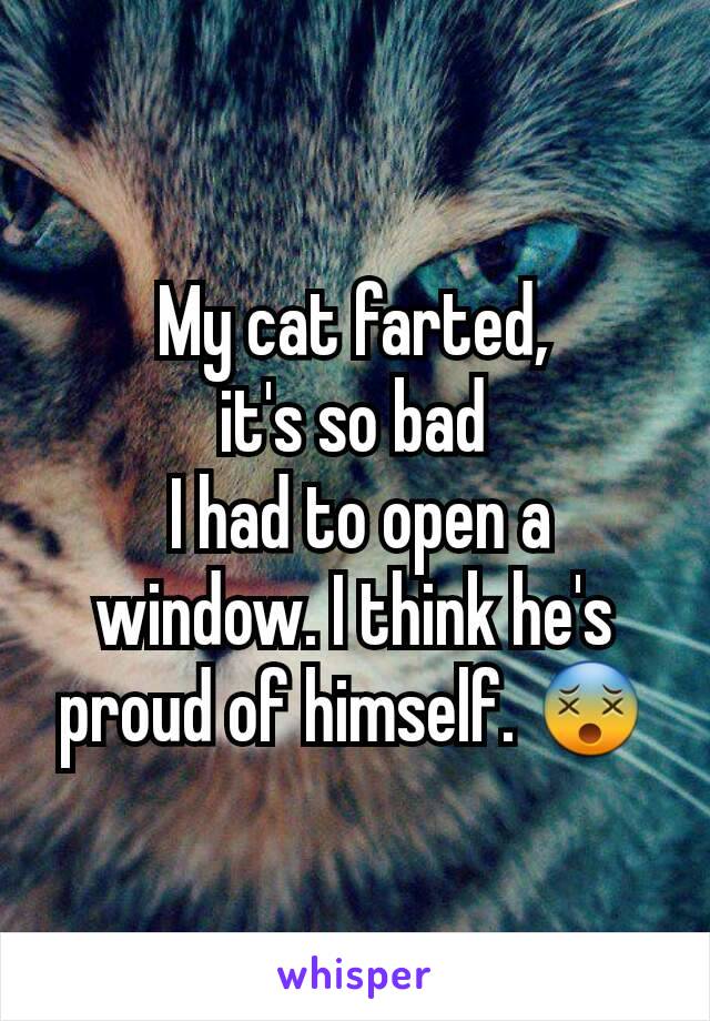 My cat farted,
it's so bad
 I had to open a window. I think he's proud of himself. 😵