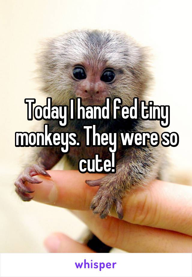 Today I hand fed tiny monkeys. They were so cute!