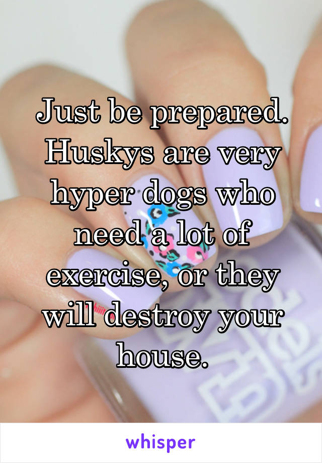 Just be prepared. Huskys are very hyper dogs who need a lot of exercise, or they will destroy your house.