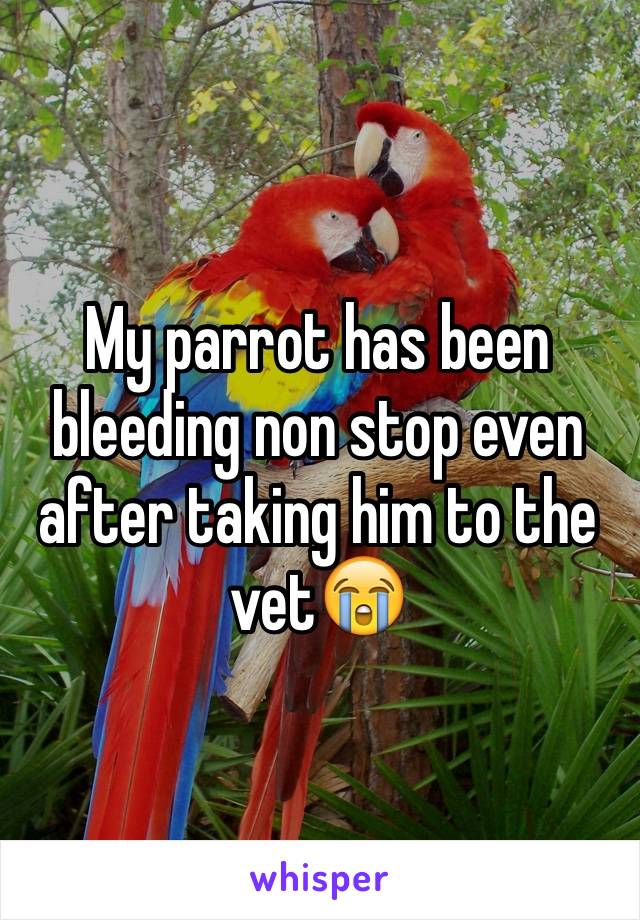 My parrot has been bleeding non stop even after taking him to the vet😭