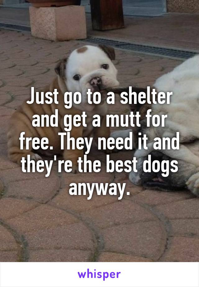 Just go to a shelter and get a mutt for free. They need it and they're the best dogs anyway.