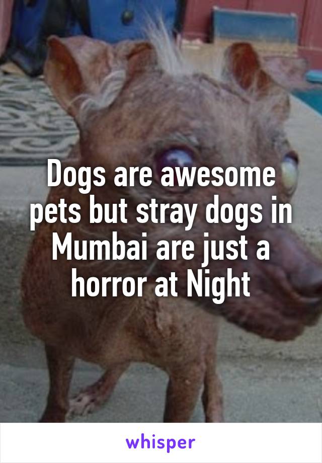 Dogs are awesome pets but stray dogs in Mumbai are just a horror at Night