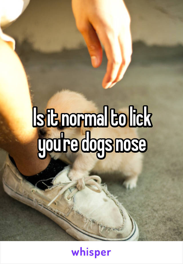 Is it normal to lick you're dogs nose