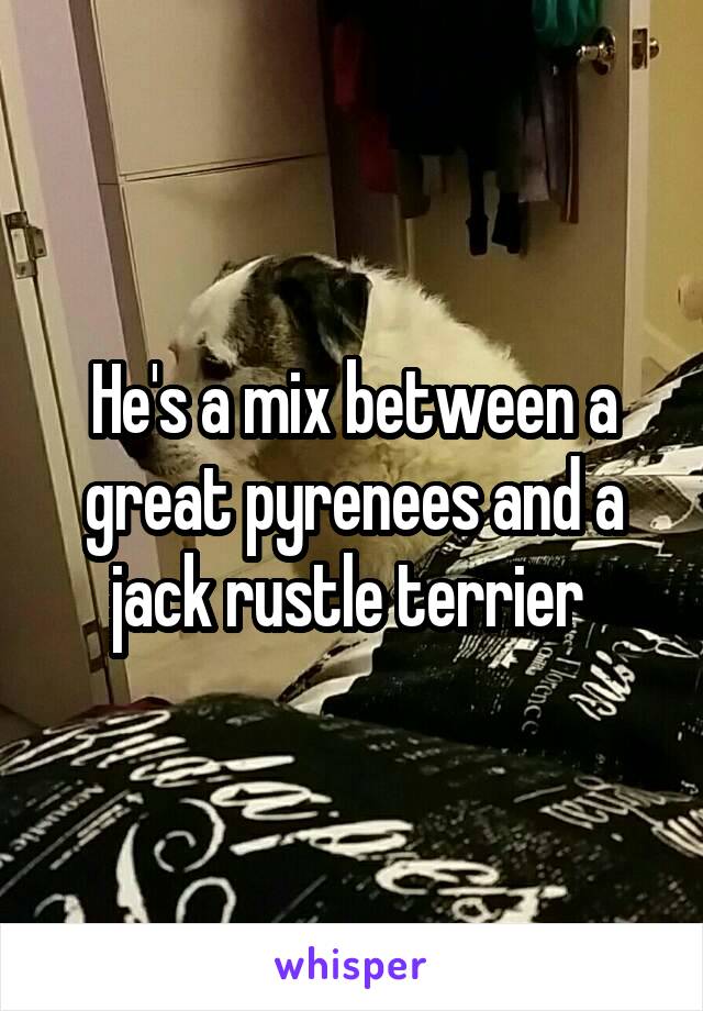 He's a mix between a great pyrenees and a jack rustle terrier 